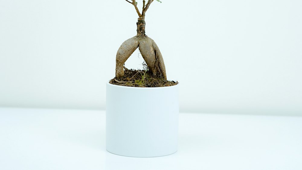 Pequeno bonsai de ficus em vaso cilíndrico branco sobre fundo claro