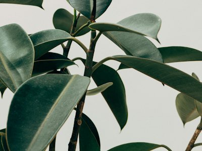 Folhas de ficus elastica contra parede clara