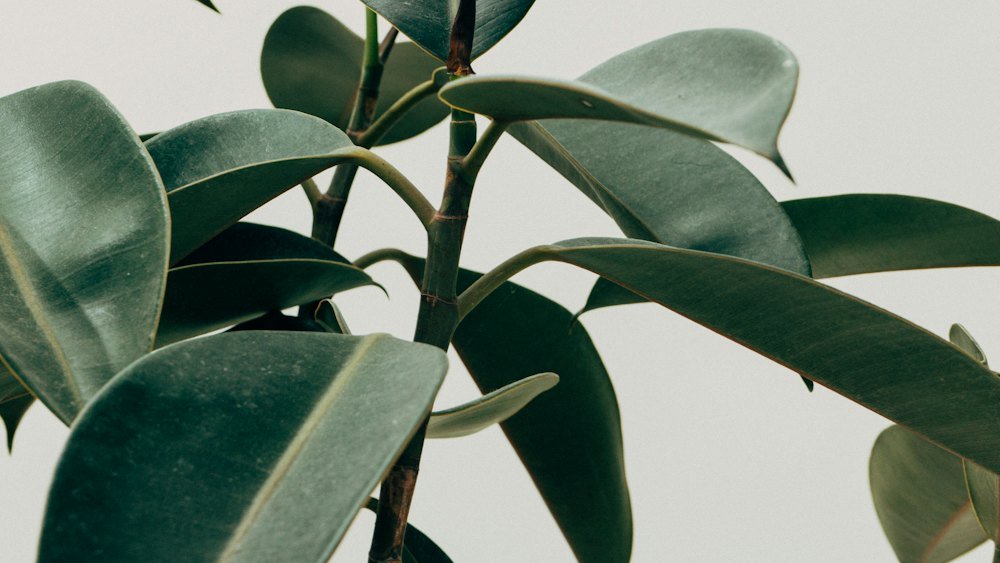 Folhas largas e escuras de uma ficus elastica contra parede clara