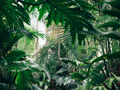 Folhagem tropical densa e iluminada por luz natural