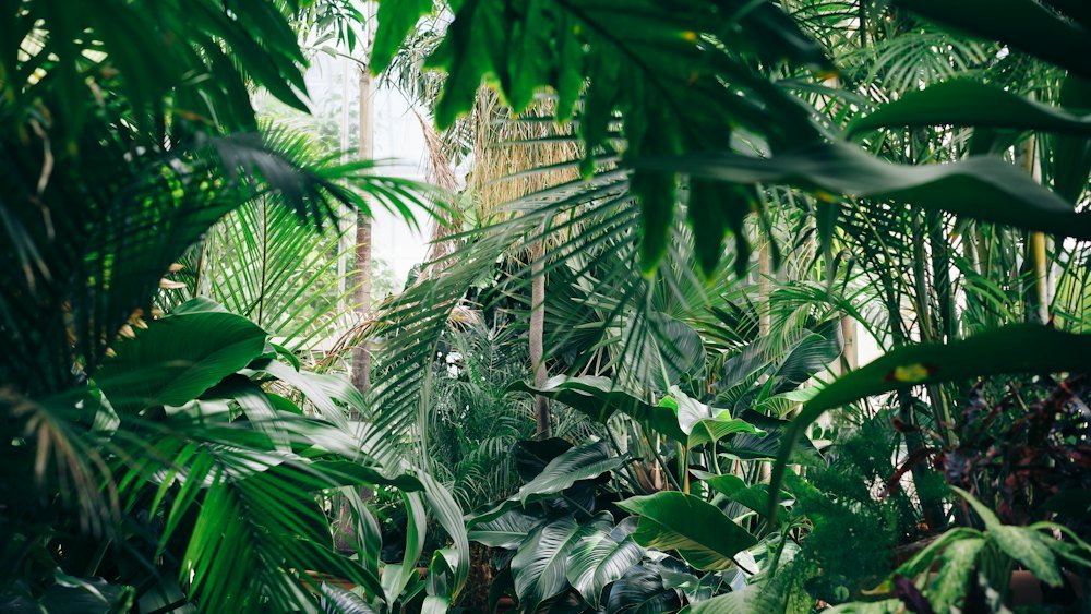 Folhagem tropical densa iluminada por luz natural em um jardim interno