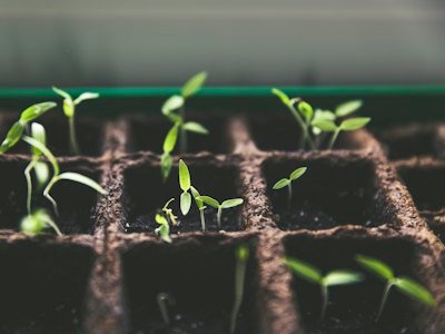 Mudas germinando em bandeja de cultivo