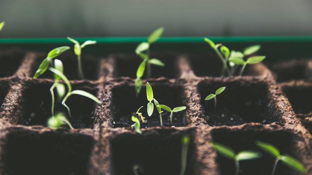 Mudas recém-germinadas em bandeja de cultivo, cada uma em sua célula de substrato