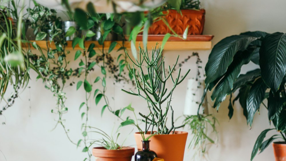 Prateleira com vasos de terracota, pendentes e ferramentas de jardinagem