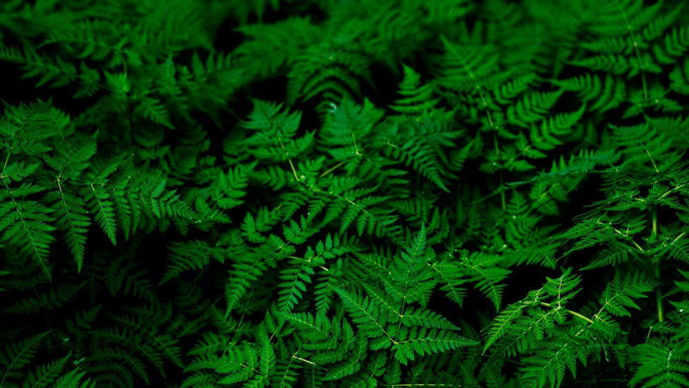 Folhas de samambaia formando uma massa densa de verde escuro