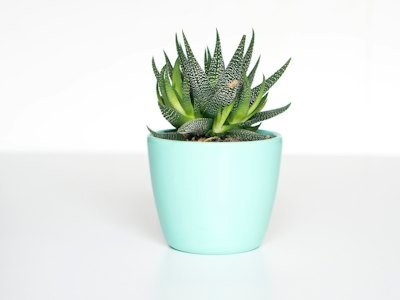 Suculenta em vaso claro sobre fundo branco