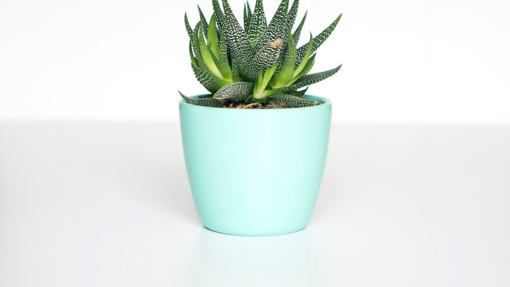 Suculenta em vaso de cerâmica verde-claro sobre fundo branco