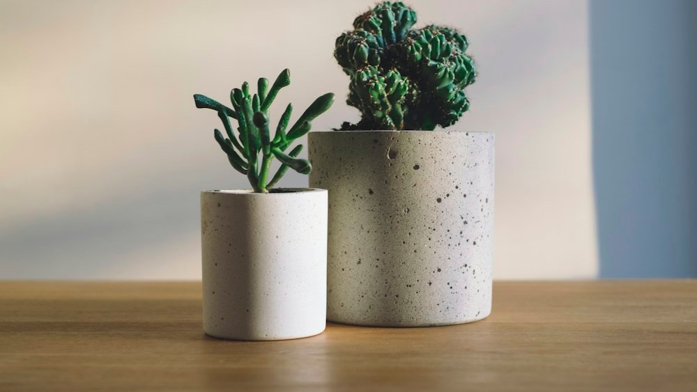 Dois vasos de concreto de tamanhos diferentes com plantas sobre uma mesa de madeira